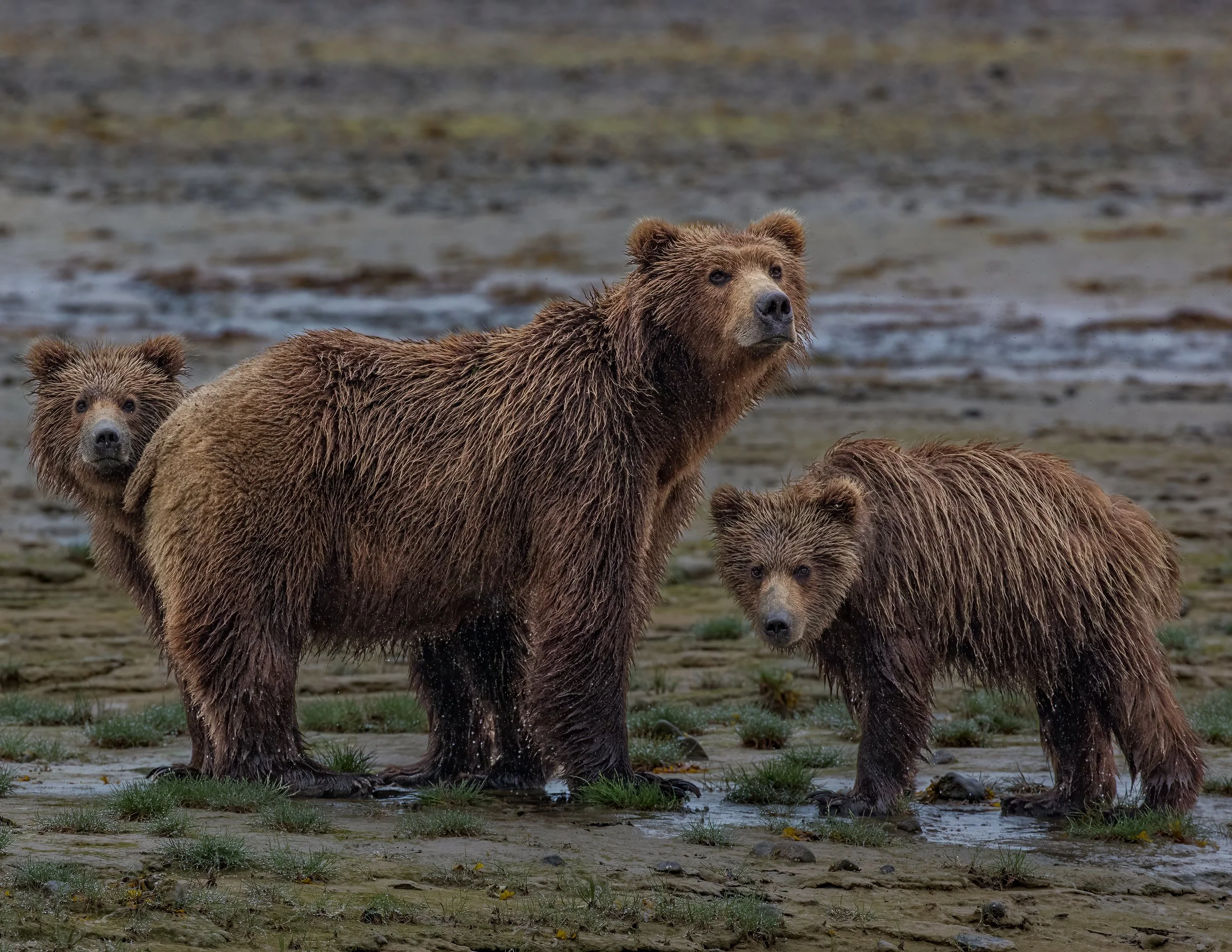 Three brown bears standing on a wet, muddy terrain with sparse green grass, with a blurred background.