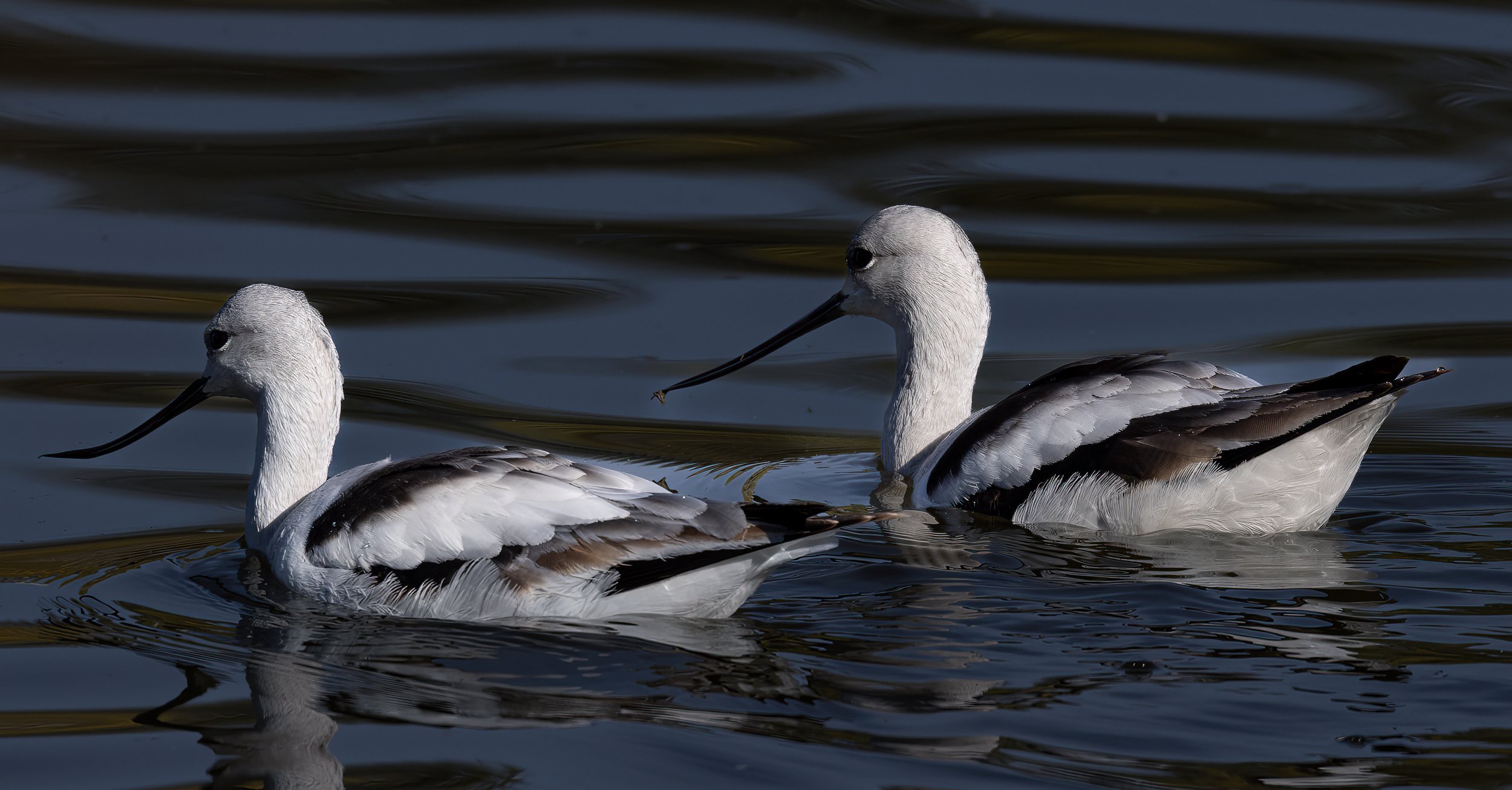 Two long-beaked shorebirds swimming in dark water.