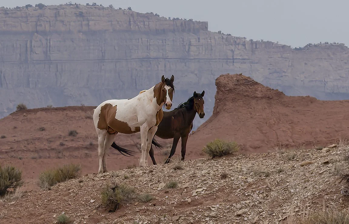 20260509-Muench Canyonlands 2026-76-2-DxO_DeepPRIME XD3-Edit-Edit.jpg