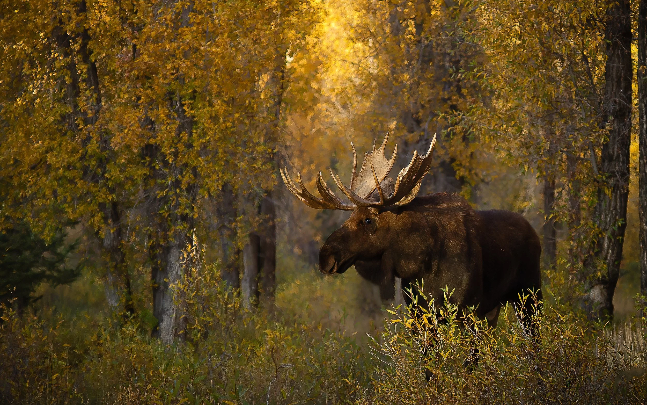 A large moose standing among trees with autumn leaves, showcasing its impressive antlers.