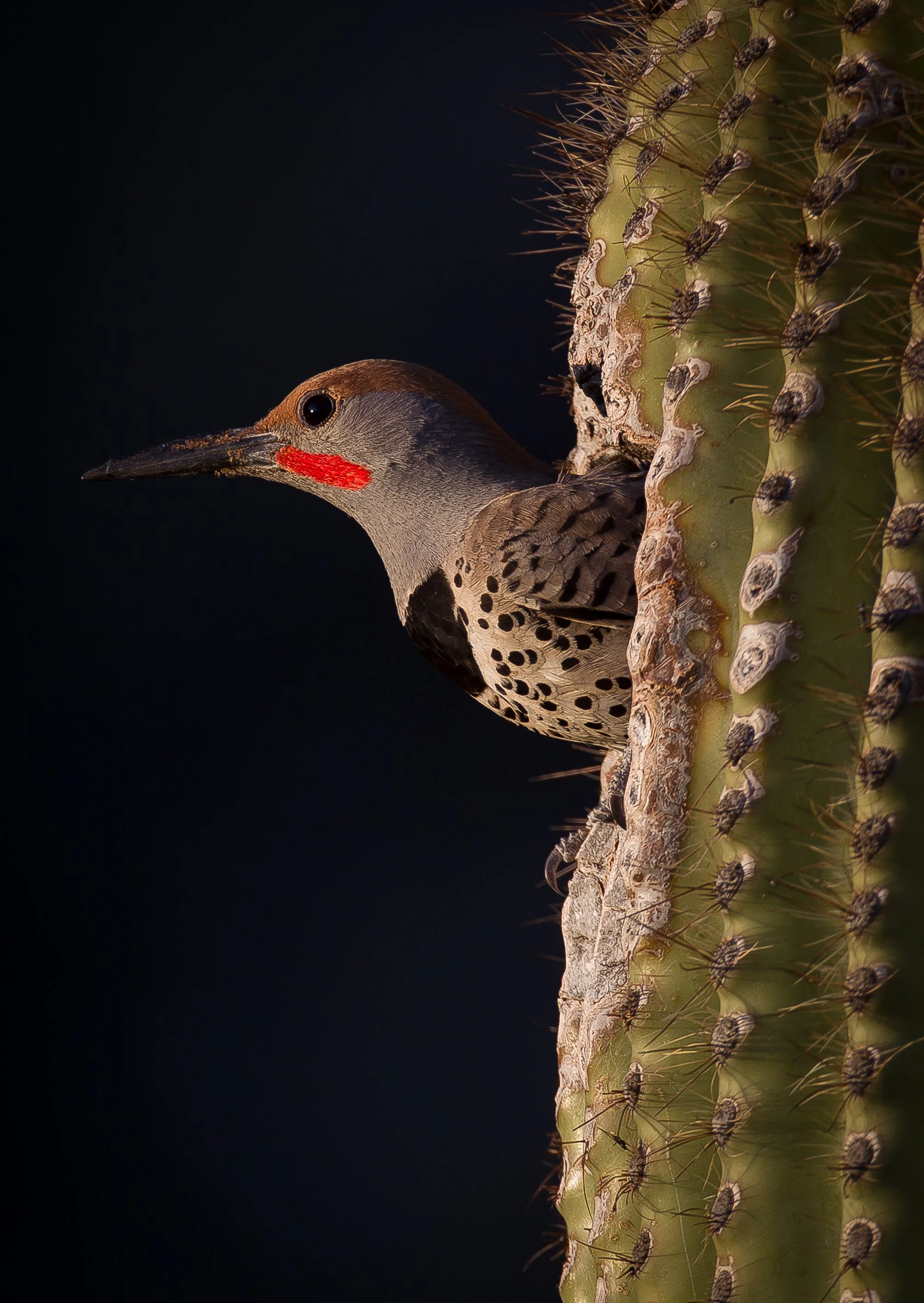 A woodpecker with a red patch on its cheek peering from behind a cactus with spines.