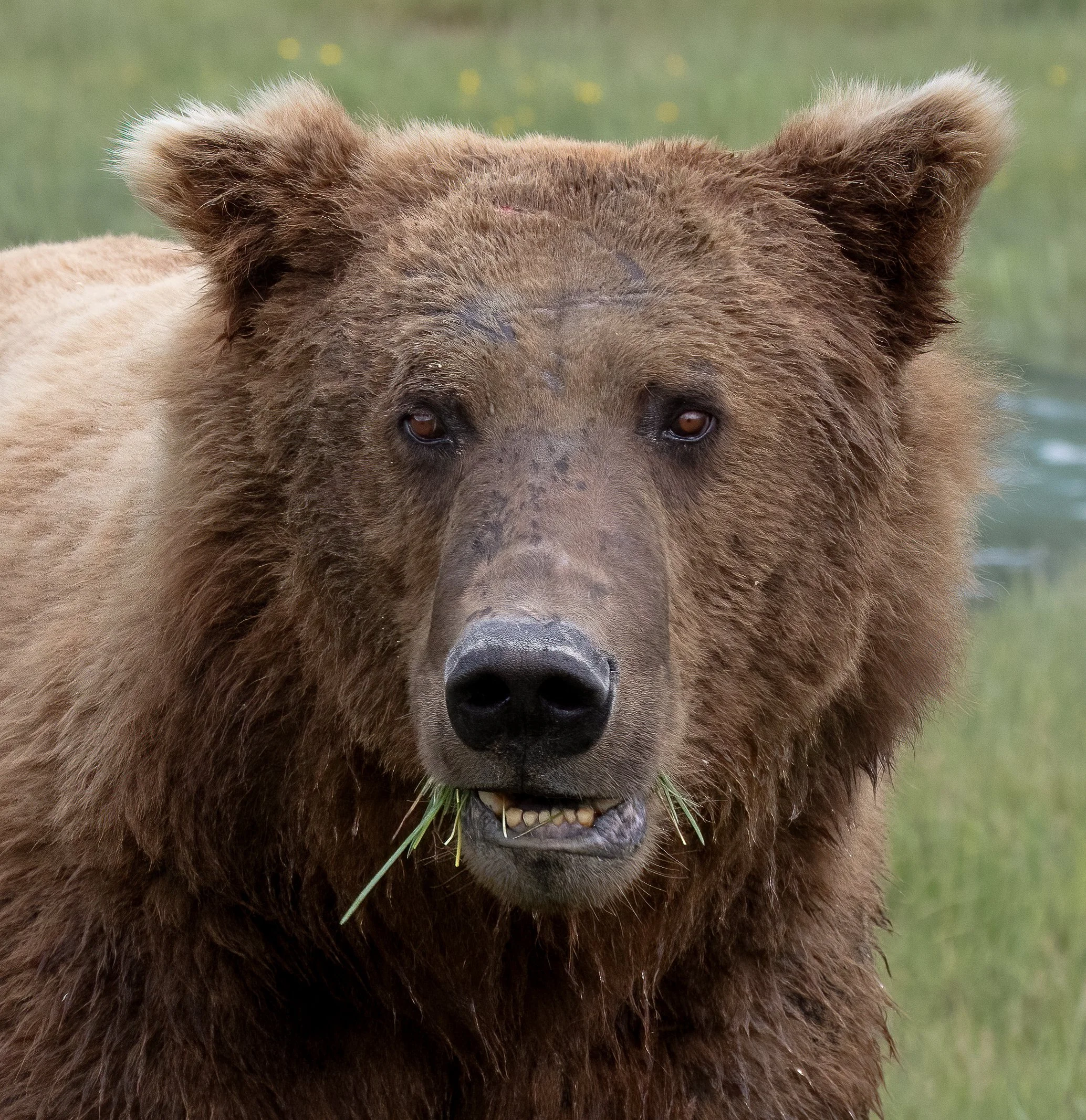 Close-up of a brown bear with grass in its mouth, standing outdoors on a grassy area.