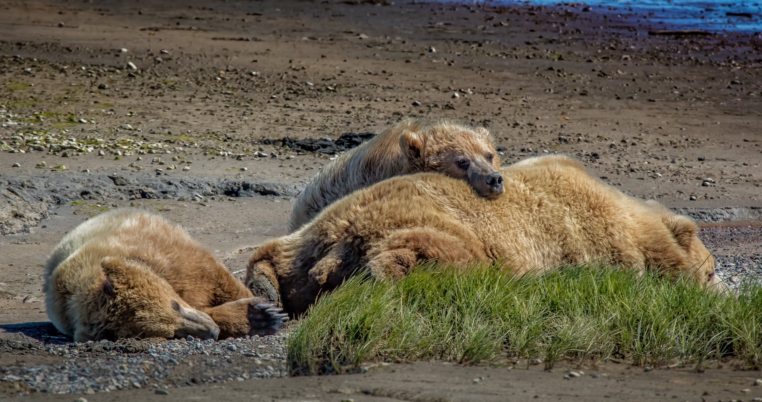 Four lions, three lying on the ground and one sitting, resting on a sandy and grassy terrain.