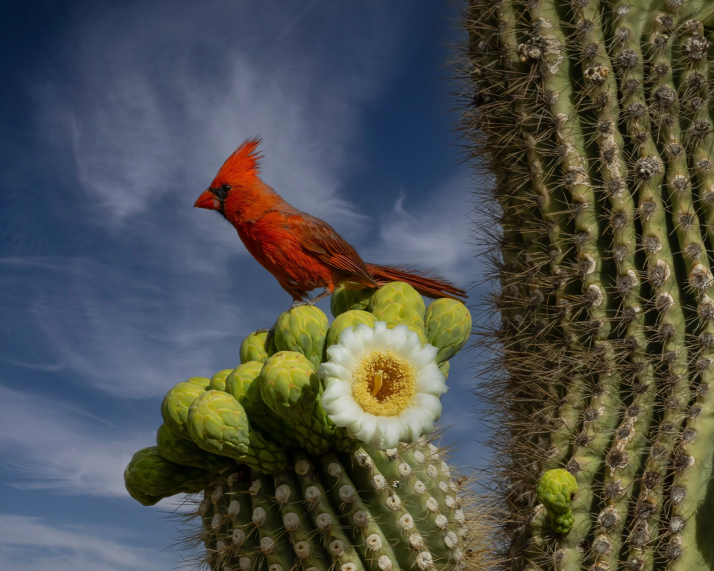 A bright red bird with a crest perched on green cactus pads with a white cactus flower, against a blue sky with wispy clouds.