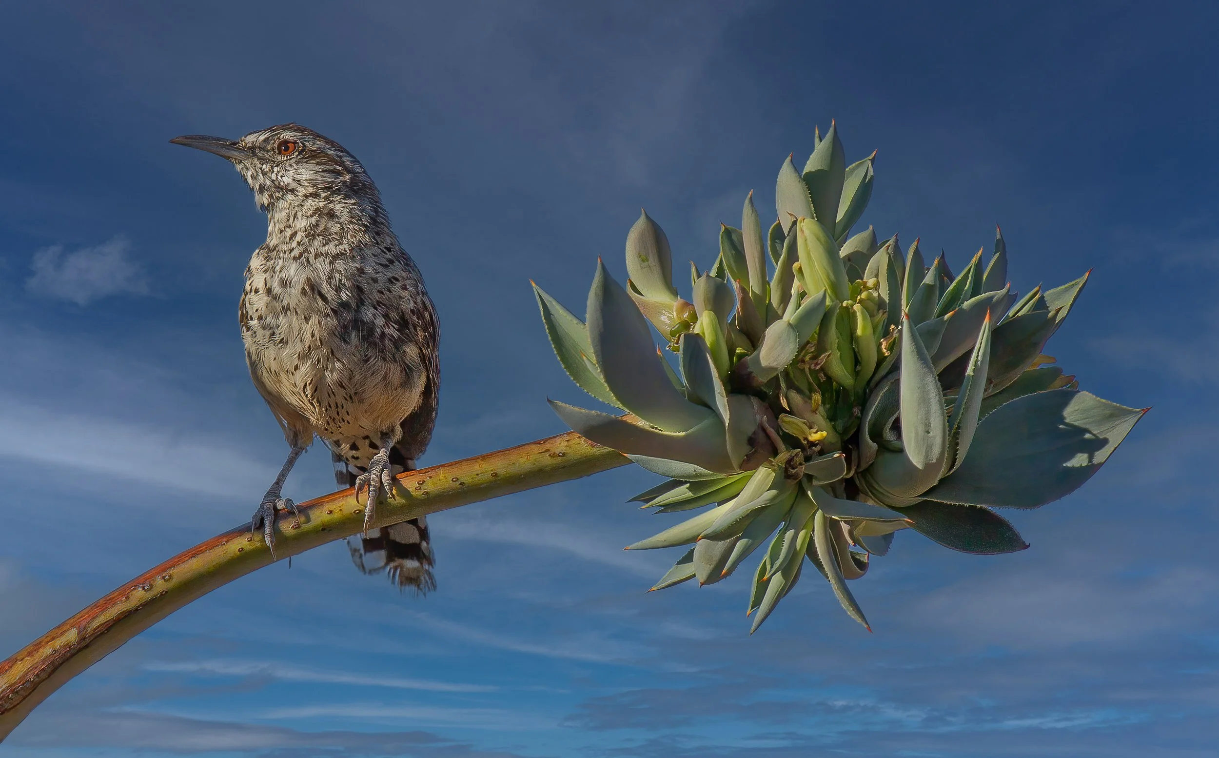 A bird perched on a branch next to a cactus-like plant against a blue sky with wispy clouds.