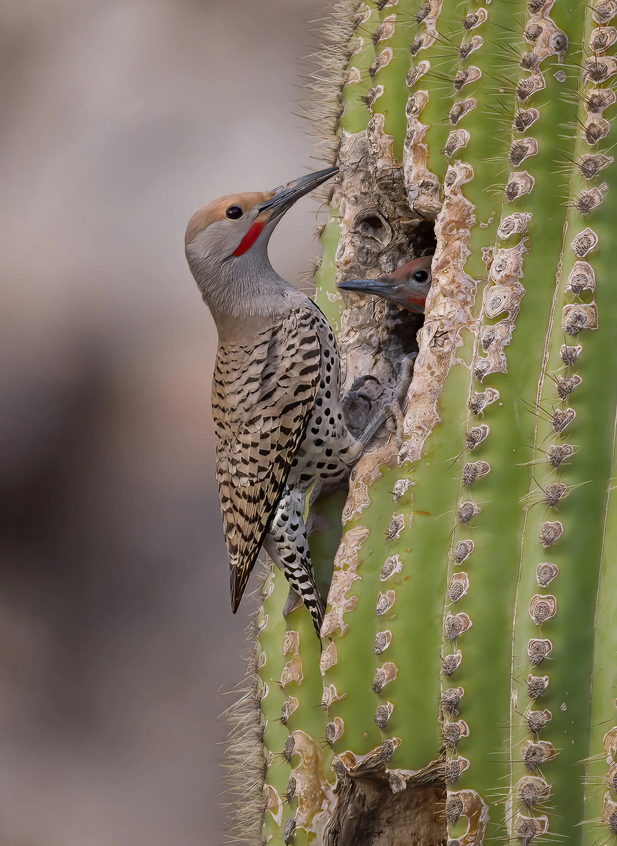 A woodpecker and its chicks peeking out of a nesting hole in a cactus.