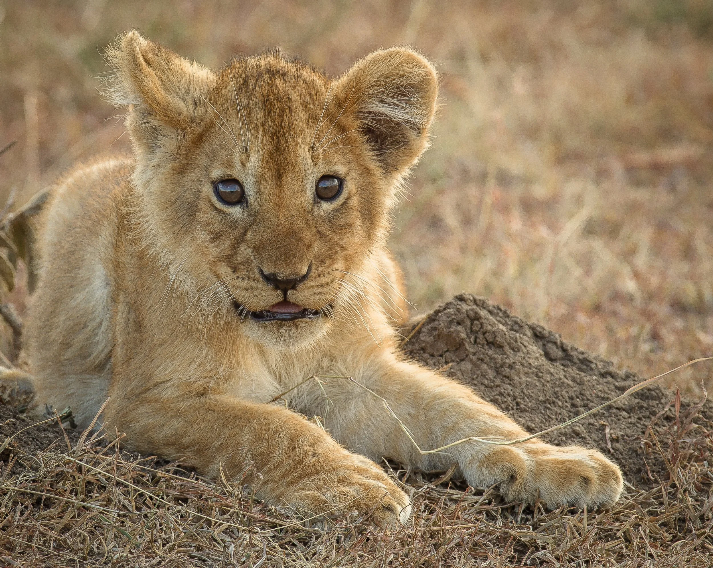 Close-up of a young lion cub lying on dry grass and dirt, looking at the camera with a curious expression.