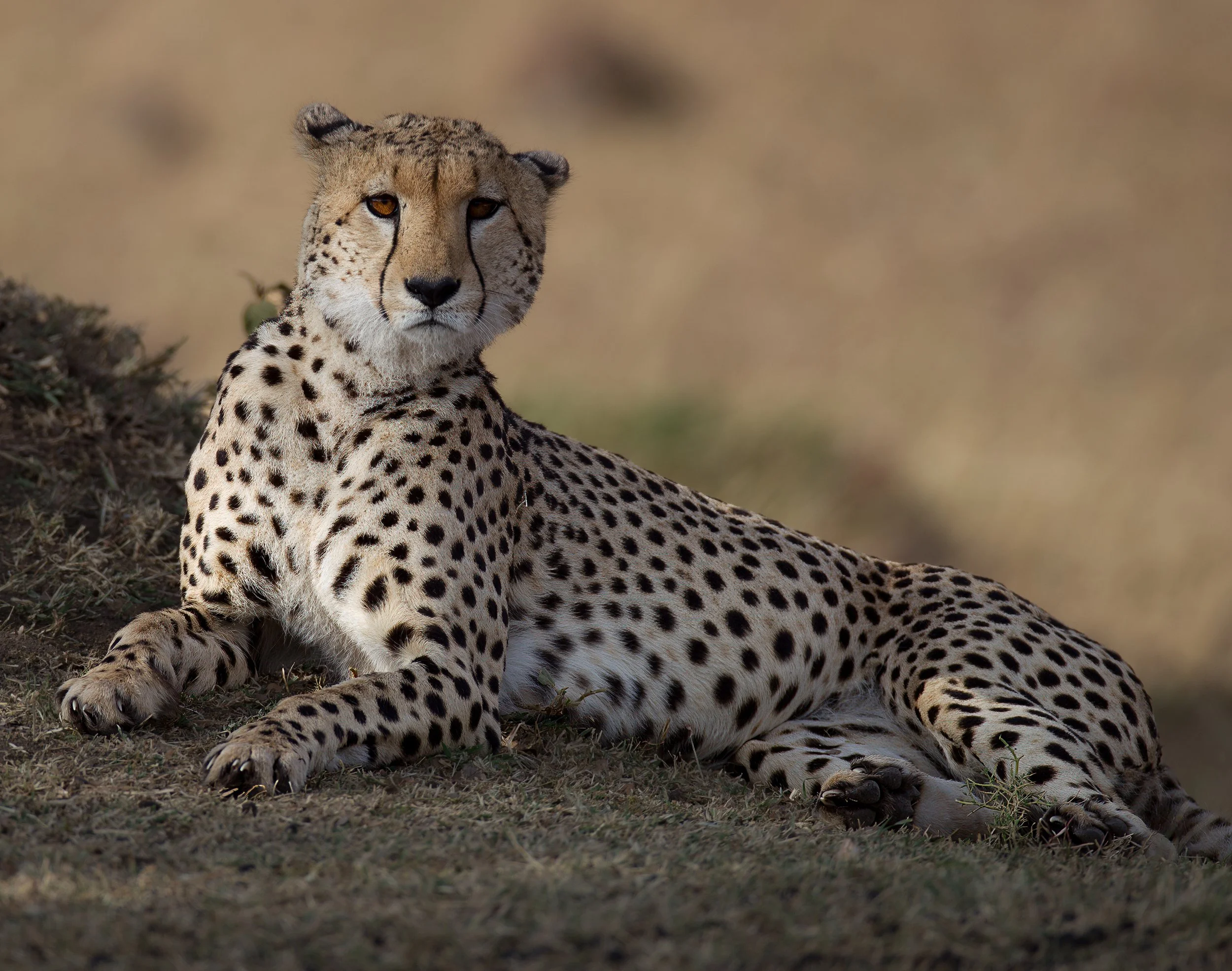A cheetah lying on the ground in a natural habitat, looking directly at the camera.
