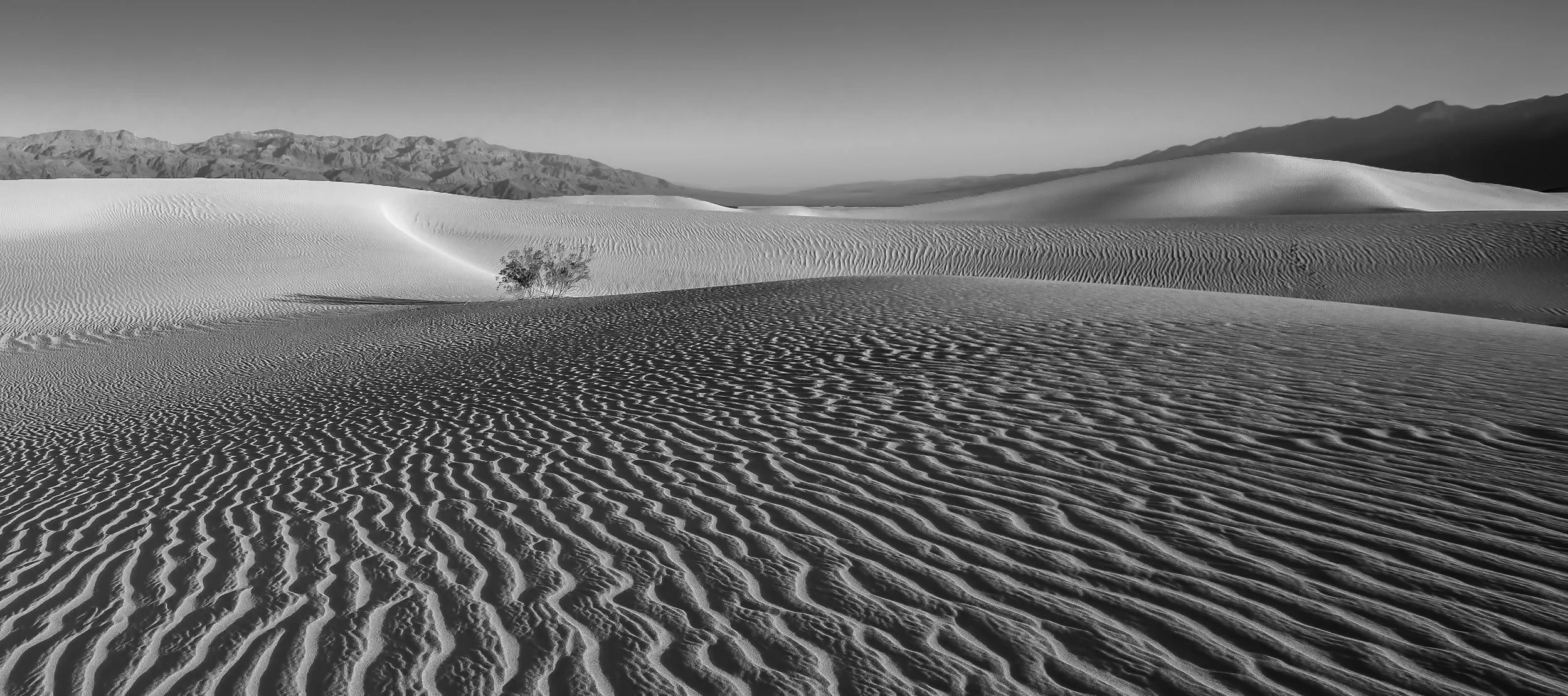 Black and white photo of sand dunes with rippled patterns, a small tree, mountain range in the background, and clear sky.