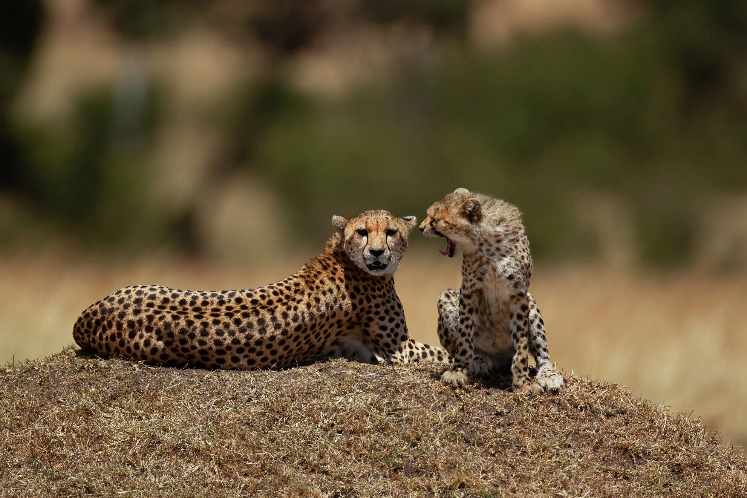 Two cheetahs on a grassy terrain, one lying down and the other sitting and yawning, with a blurred natural background.