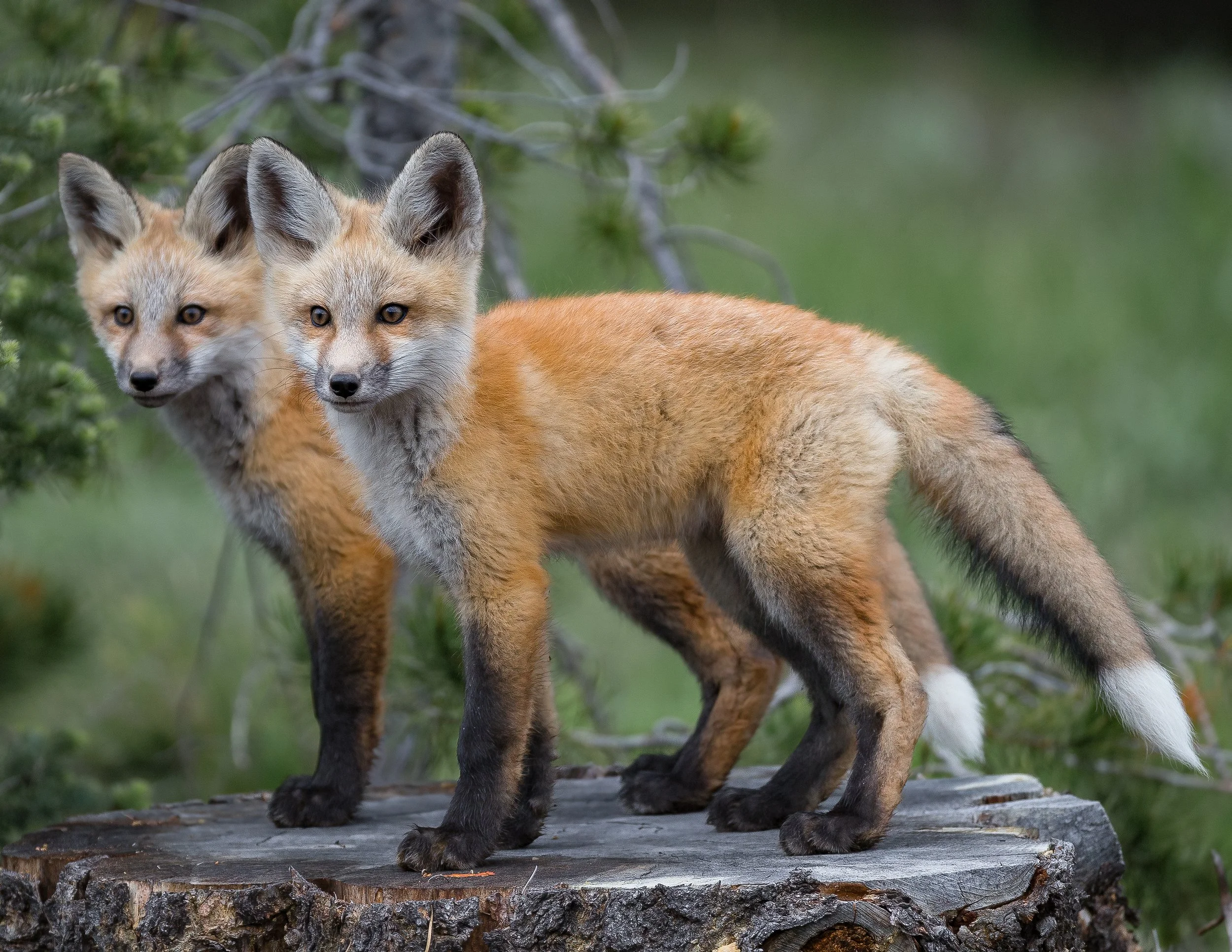 Two young foxes standing on a tree stump in a forested area.