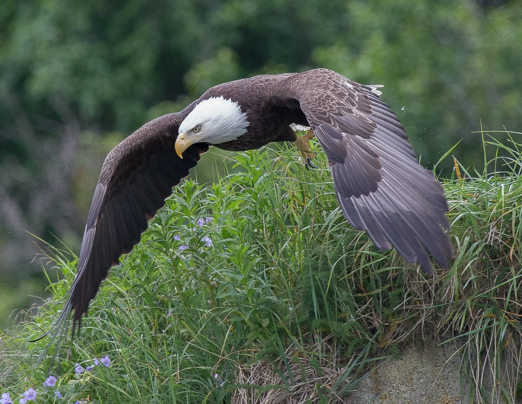 A bald eagle with white head and brown body is perched on grass and plants, with its wings spread wide.