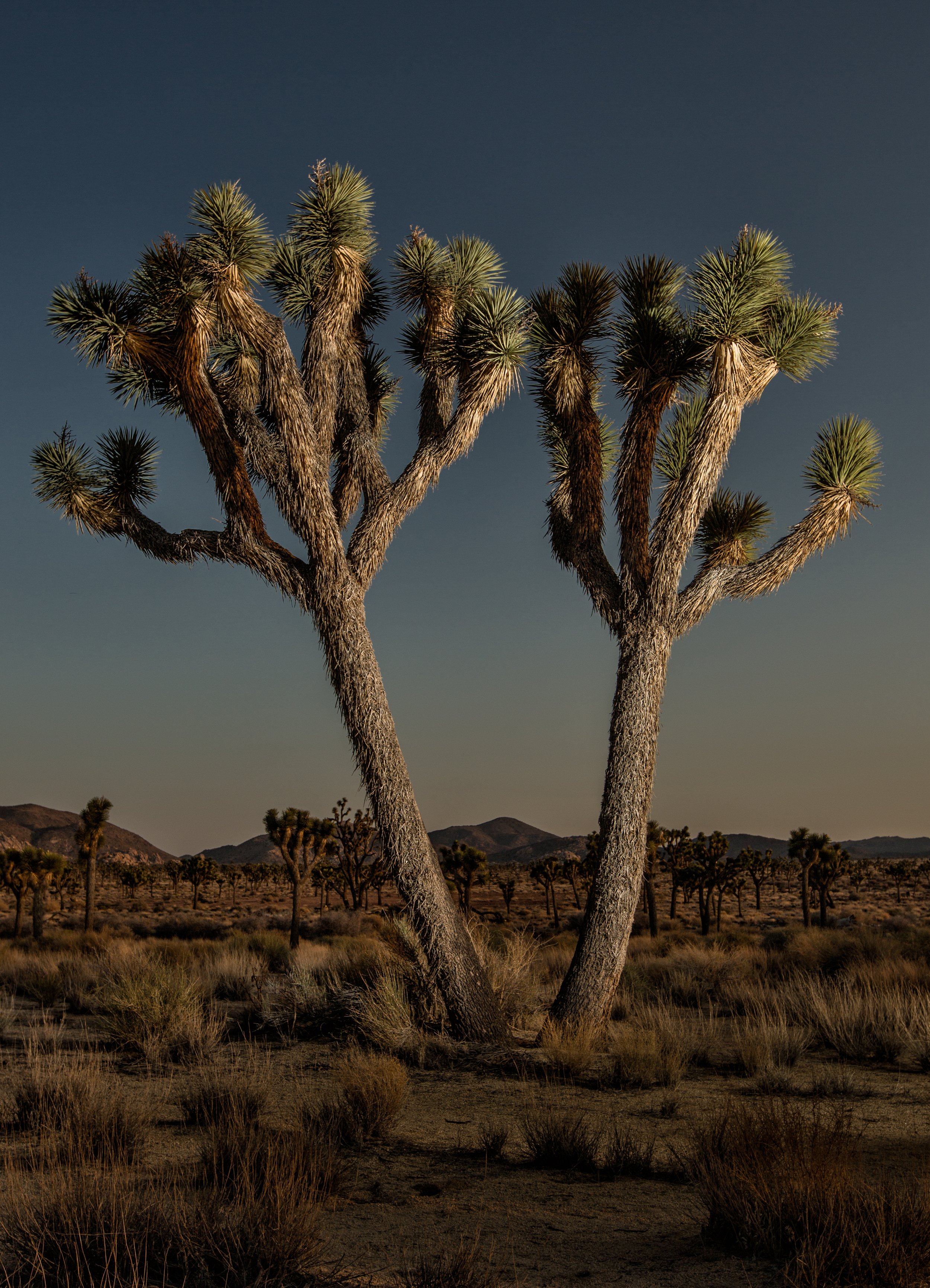 Joshua Tree 2013-9456-Edit.jpg