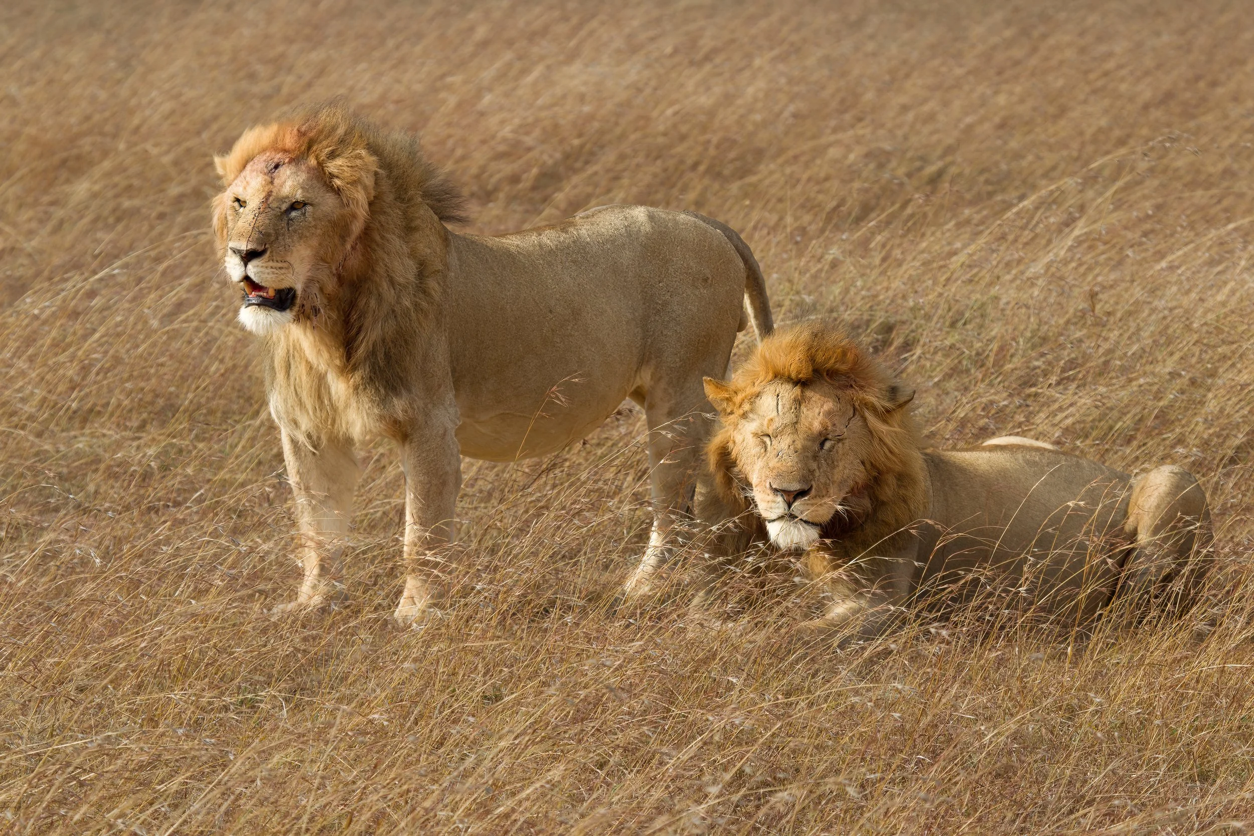 Two male lions resting in grassy savannah with tall, dry grass.