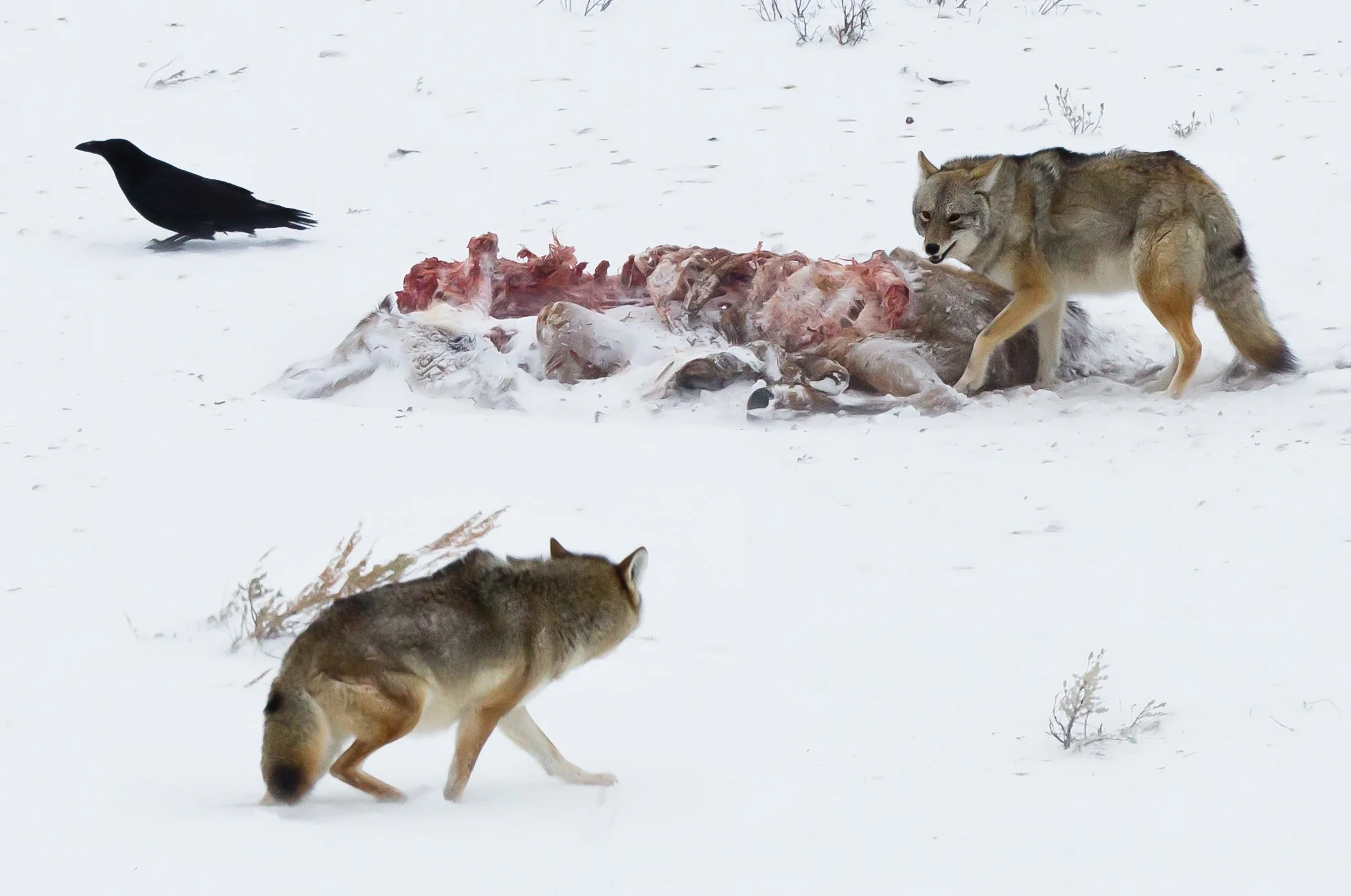A wolf and a coyote or dog feeding on a carcass in a snowy landscape, with a black bird nearby.