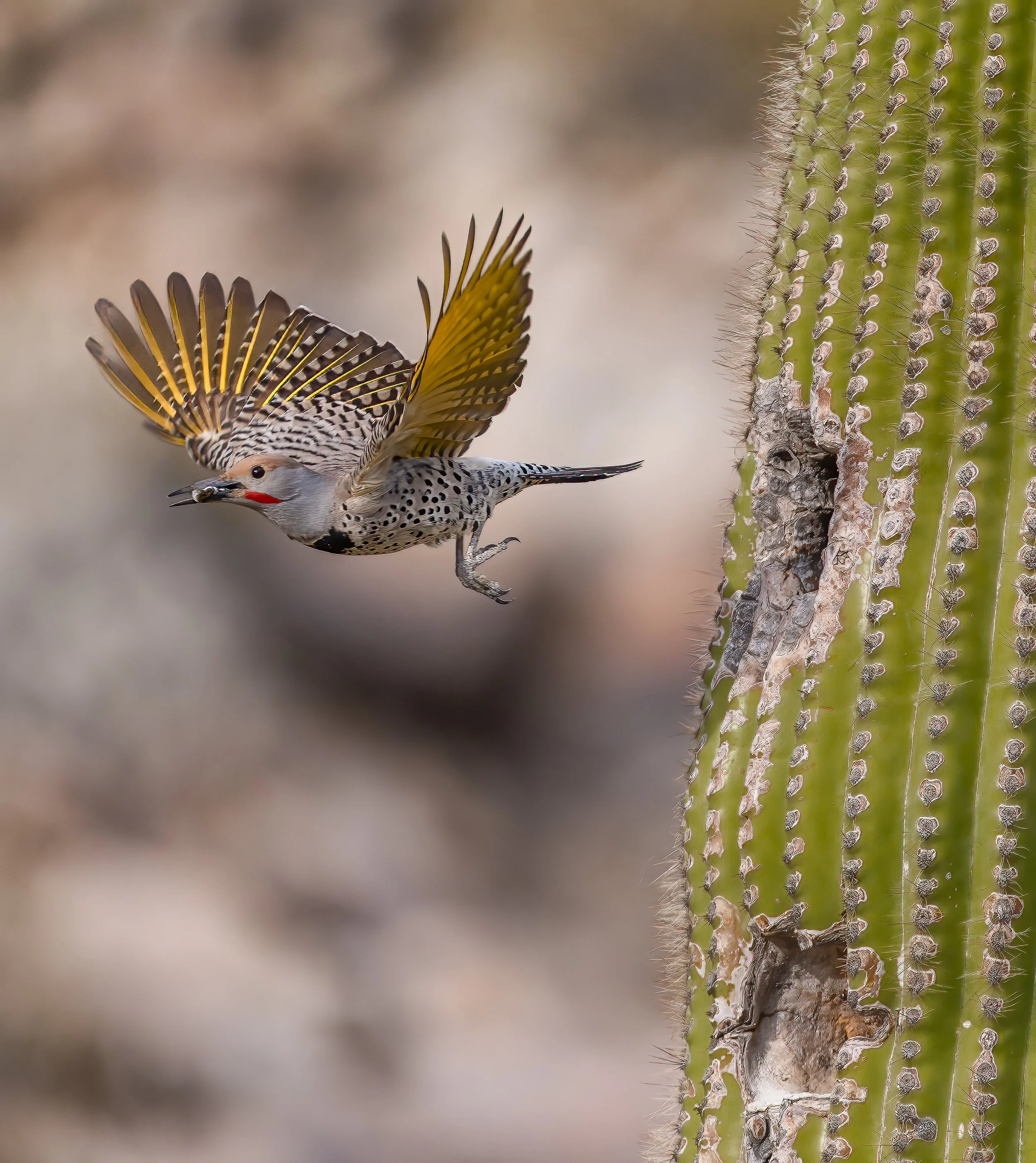 A bird with striped wings flying next to a tall, green cactus with spines and patches of damaged bark.