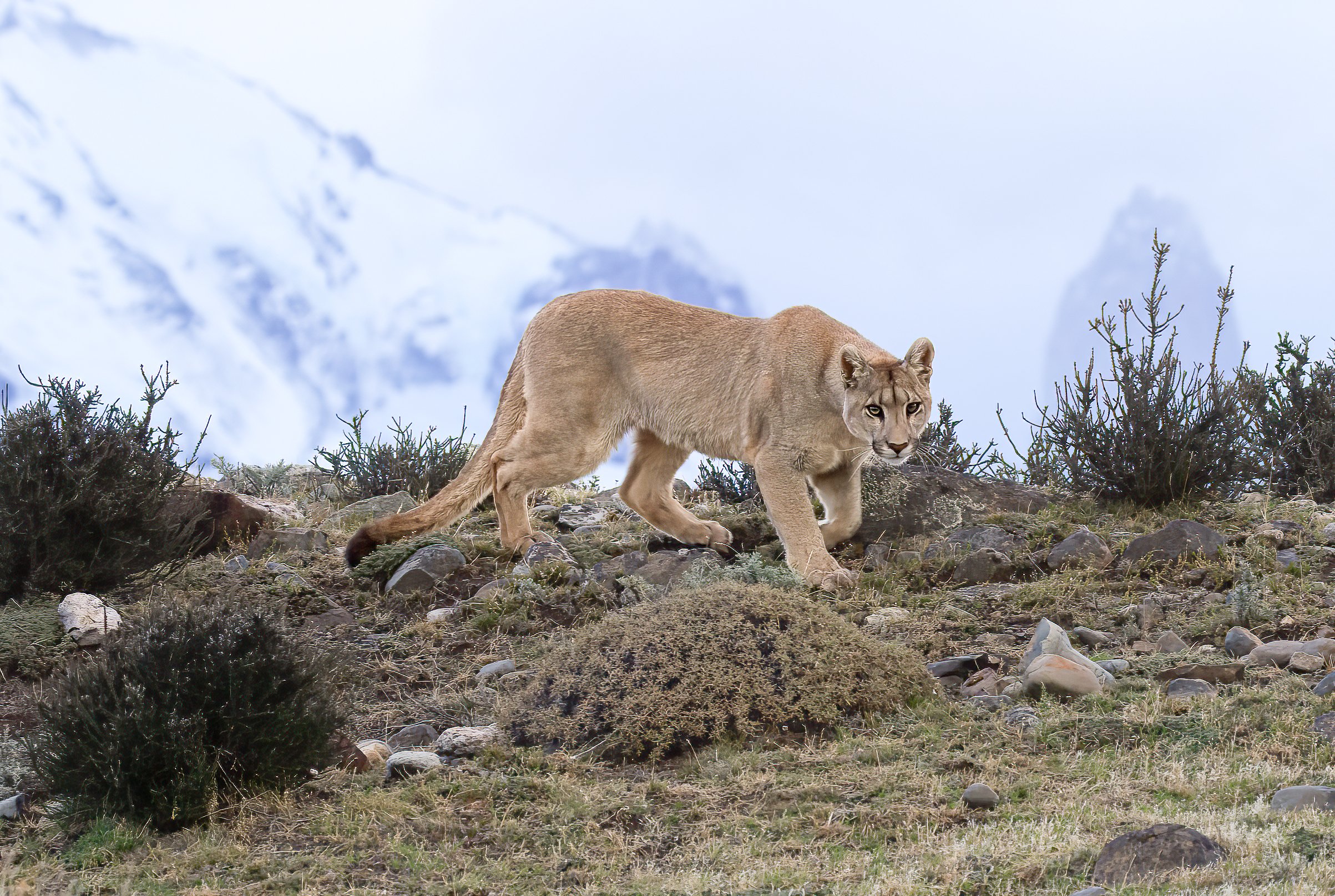 A mountain lion walking on rocky terrain with sparse bushes and snow-covered mountains in the background.