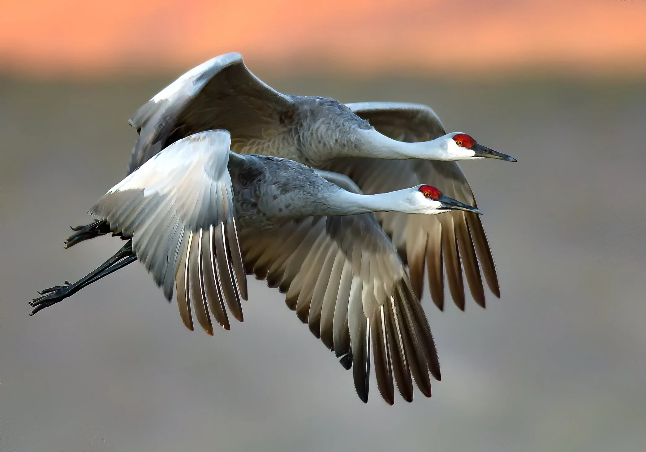 Two sandhill cranes flying side by side with wings extended, background blurred sky at sunset.
