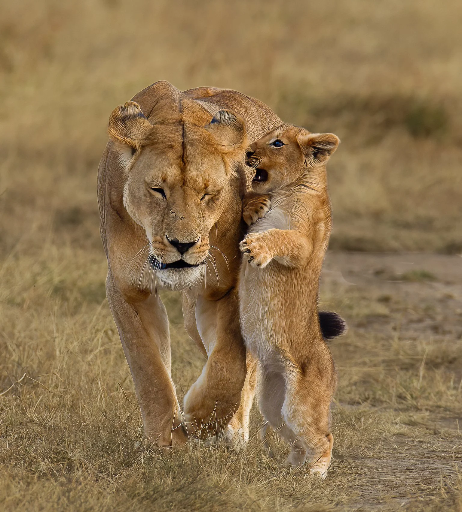 A lioness and a lion cub playing together in a grassy field.