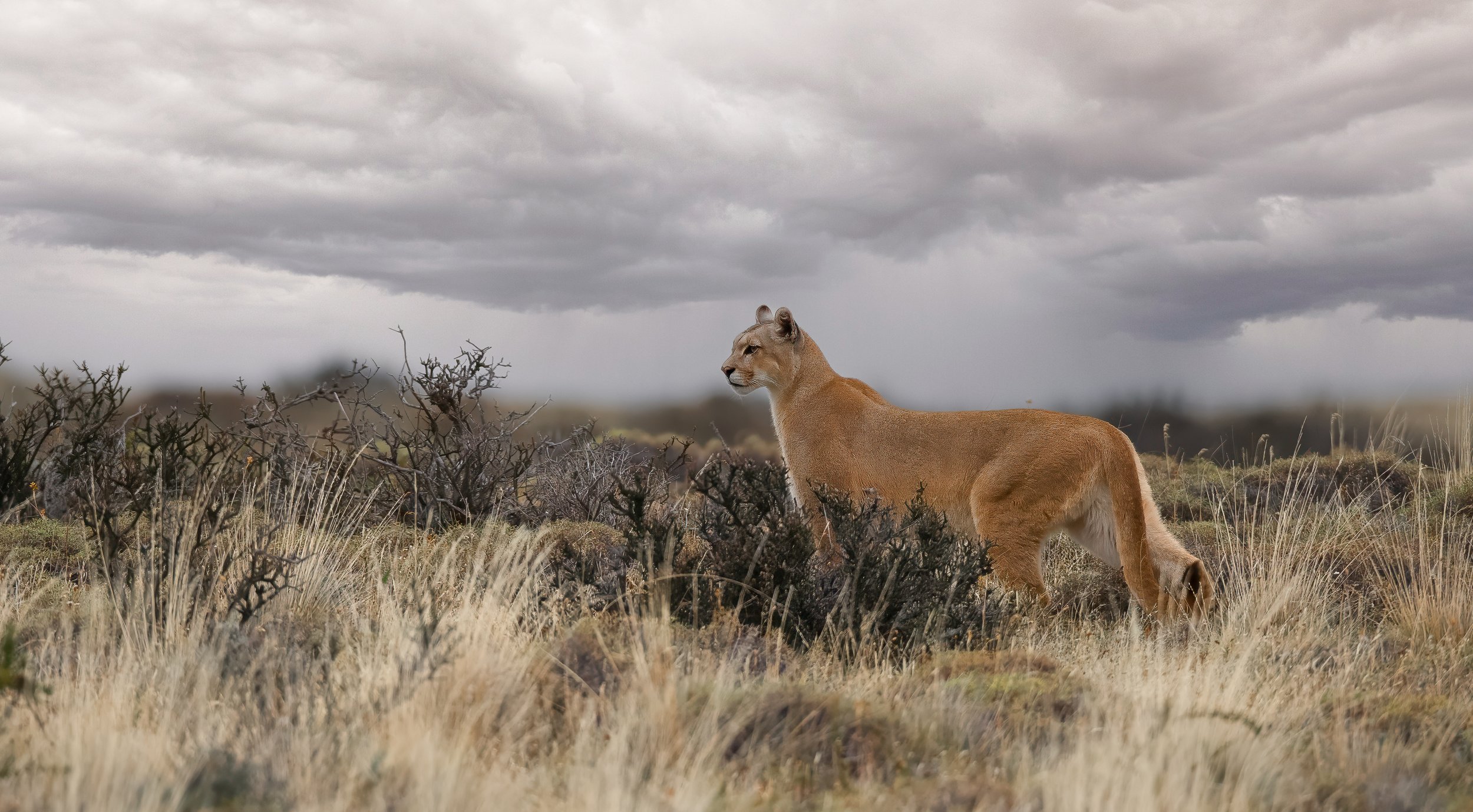 A mountain lion standing in tall grass in a grassy plain with thorn bushes, under a cloudy sky.