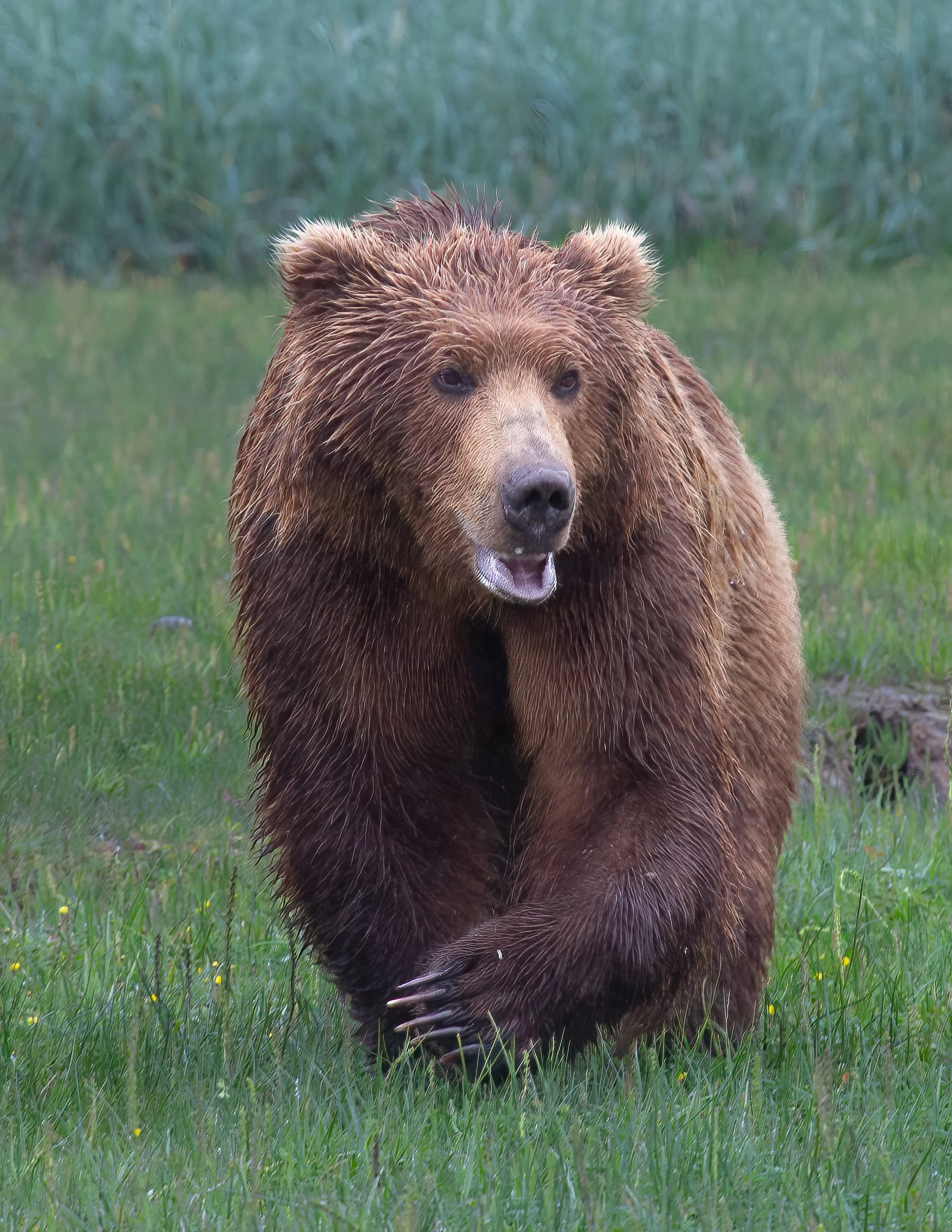 A brown bear walking through a grassy area with green plants in the background.