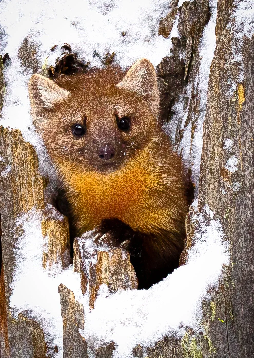 A small fox peeking through a hole in weathered wooden logs, surrounded by snow.