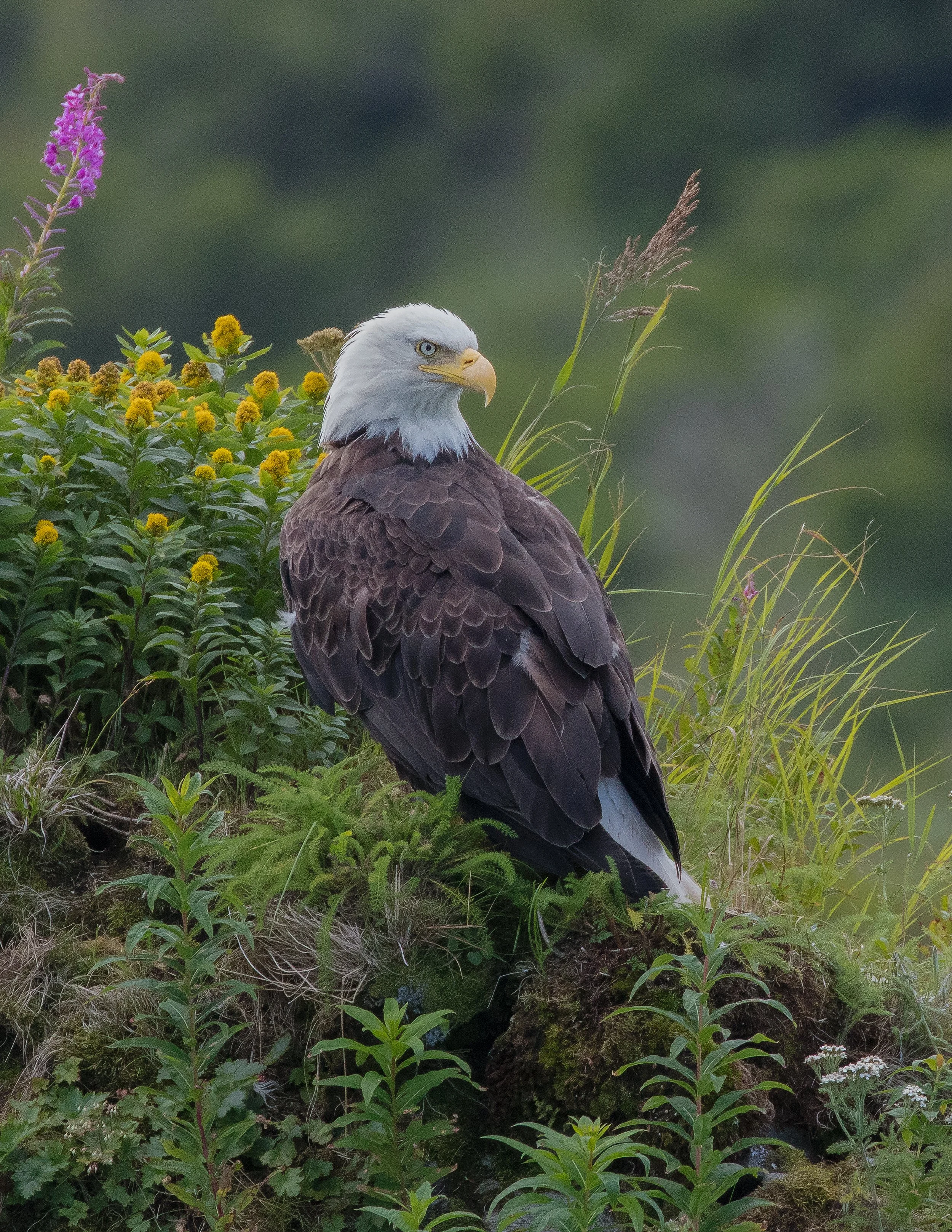 A bald eagle standing on a grassy patch surrounded by green plants and colorful wildflowers.