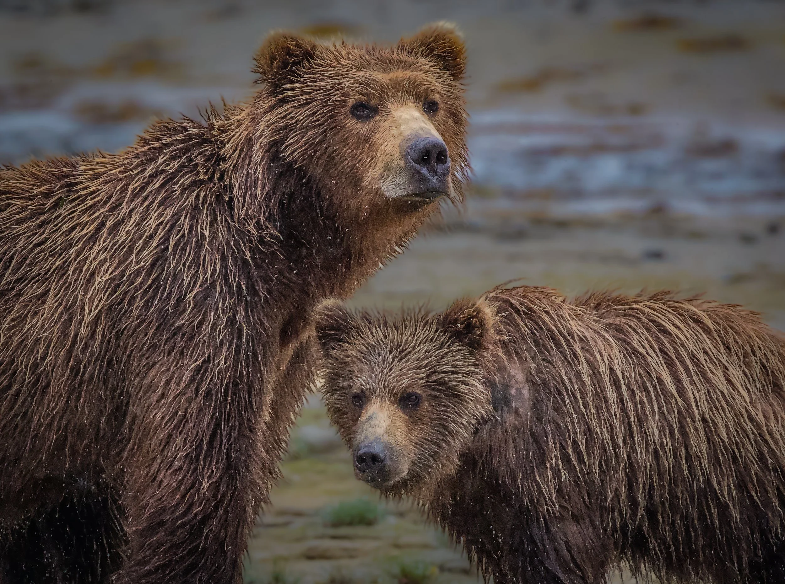 Two brown bears standing in a wet, muddy area with water in the background.