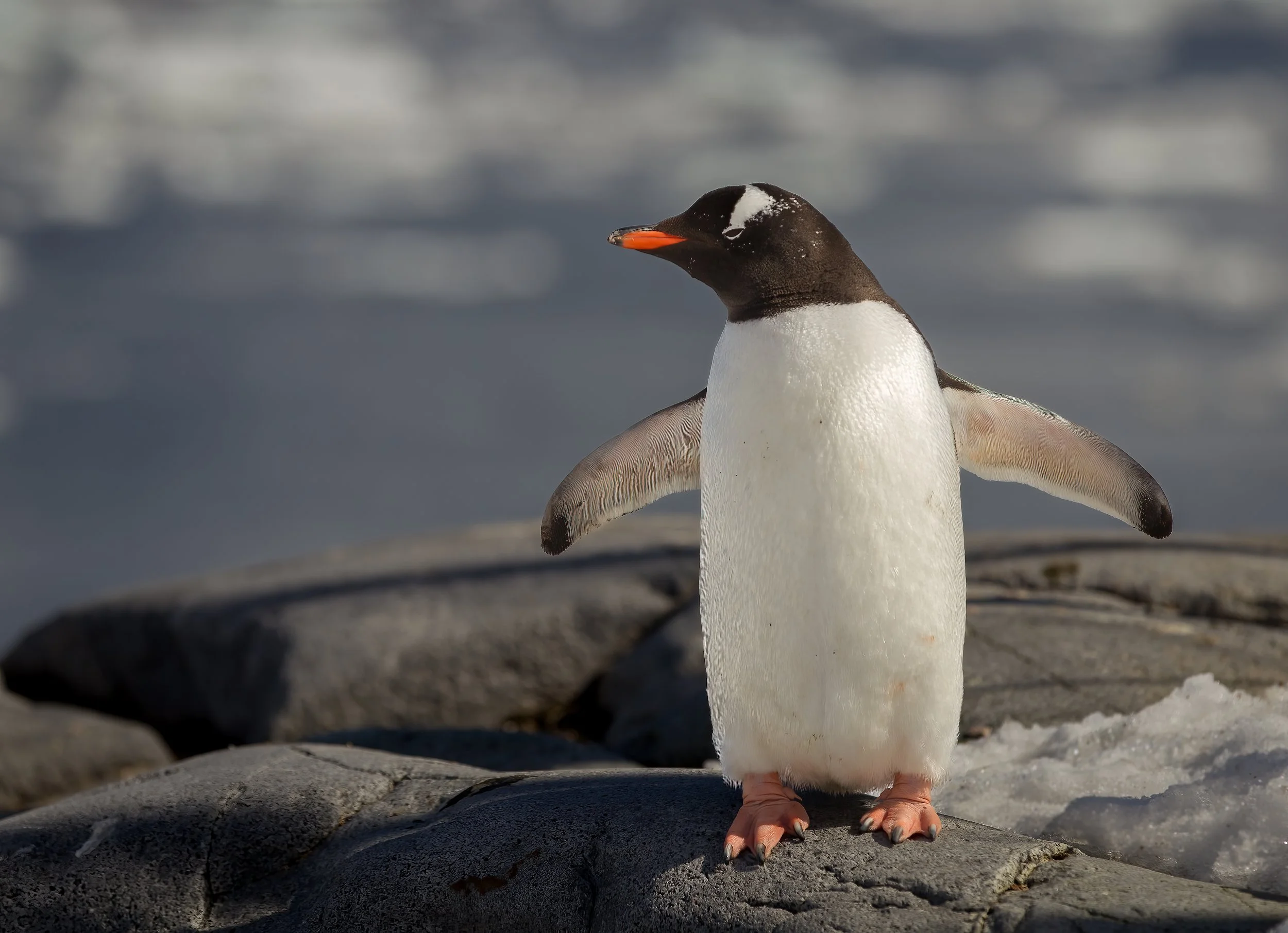A penguin standing on rocks near ice and snow, with outstretched wings and a blurred icy background.