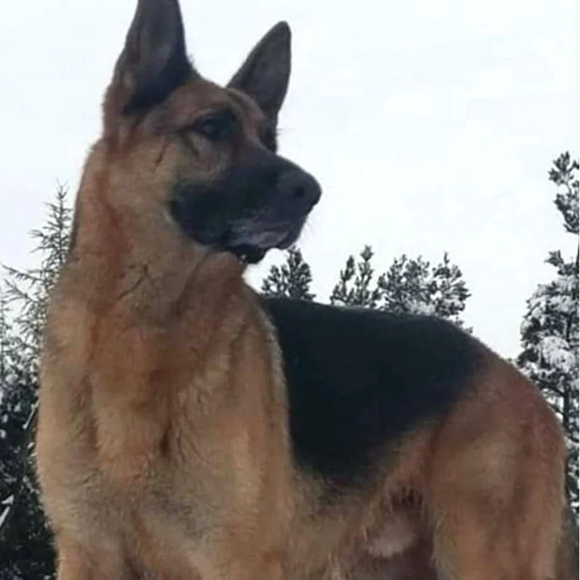 Kimbo