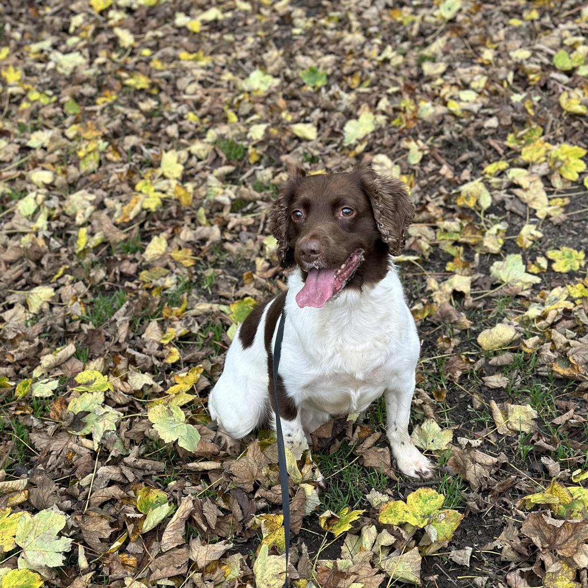RPD Woody
