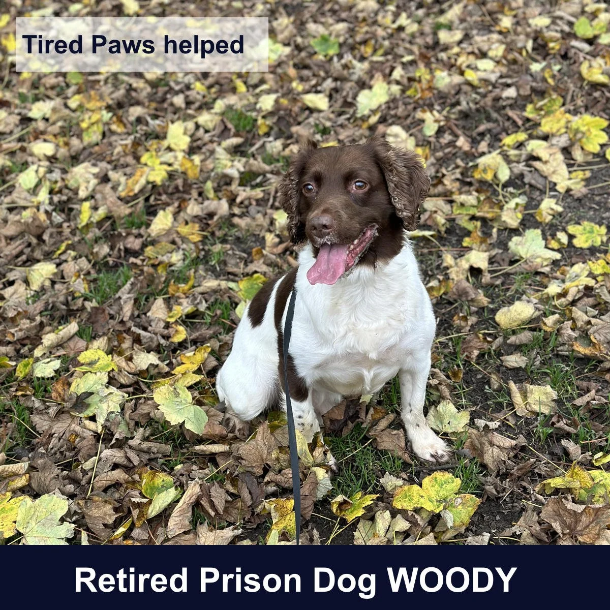 Tired Paws helped retired prison dog Woody - a beautiful spaniel