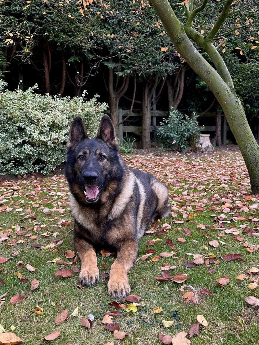 Retired prison dog Nero the German Shepherd