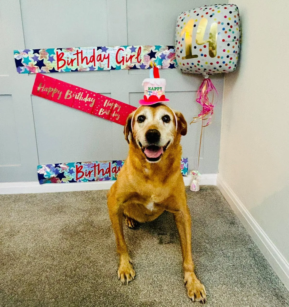Retired prison dog Willow's 14th birthday party