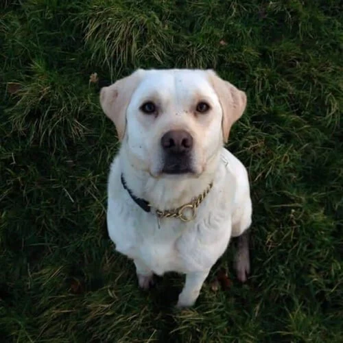 Retired ex-service labrador, Floss