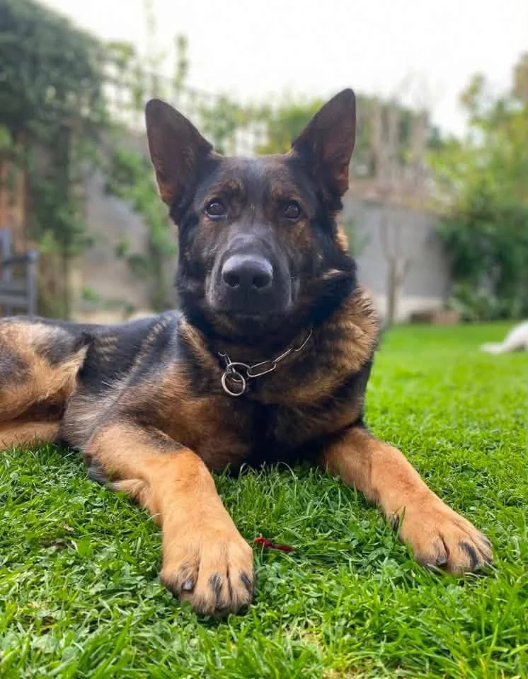 Retired prison dog Django