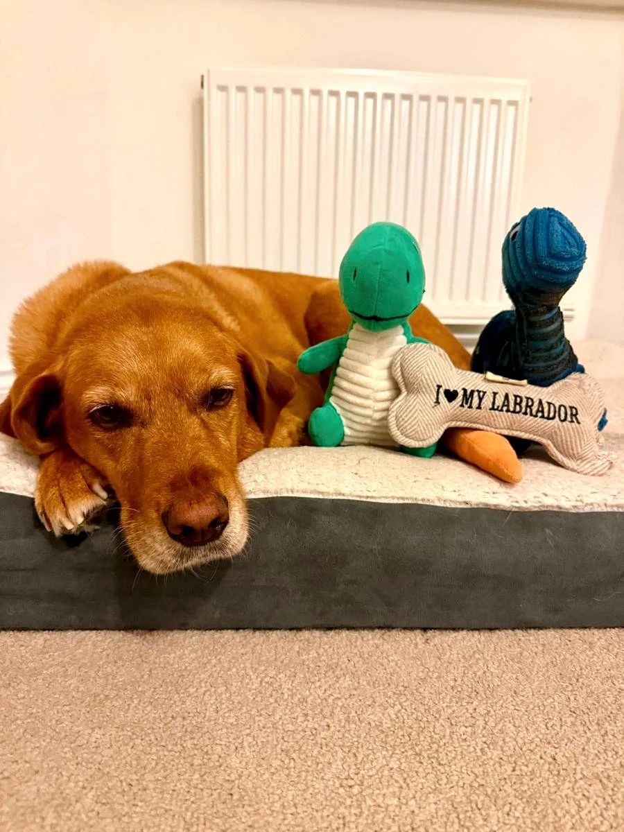 Uno's story - retired prison dog helped by the Tired Paws Foundation