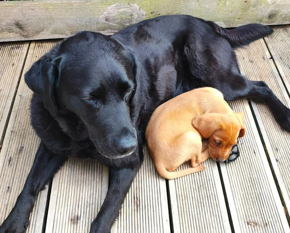 Retired prison dog River looking after golden puppy