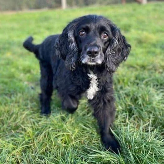 Retired prison dog Oscar