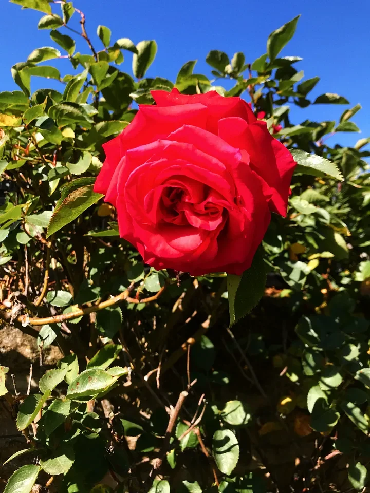 211d0468-b4fe-42d9-b891-4bf7df16e4c7_3024x4032.webp