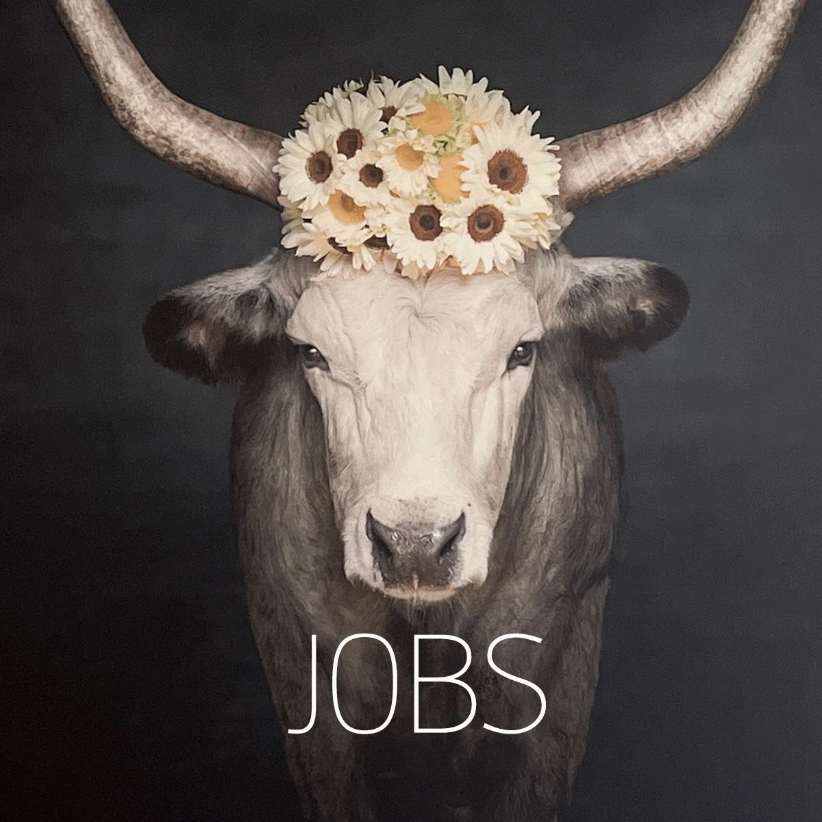 Komm in unser Team | Jobs