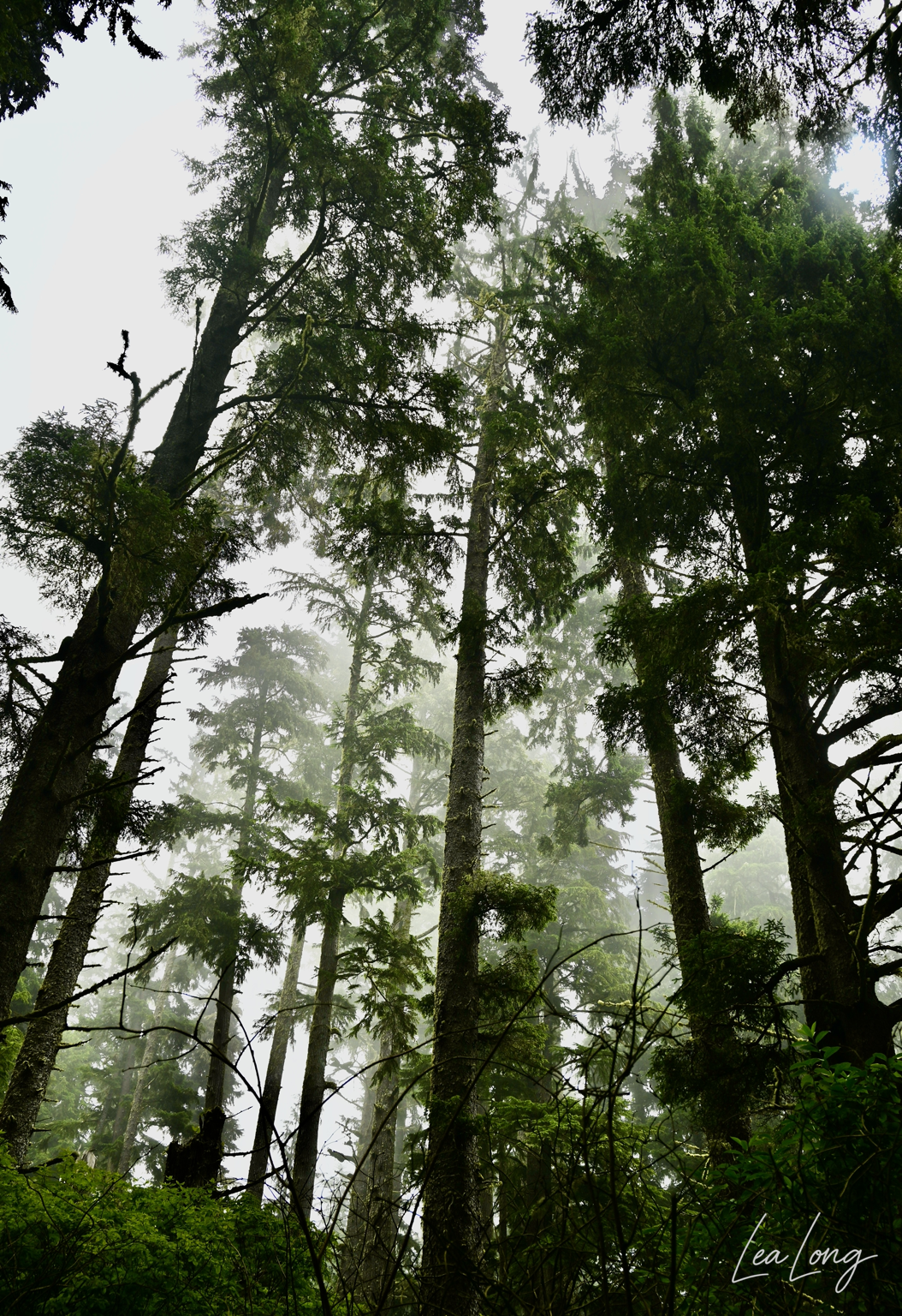 insta_cloudy trees final.png
