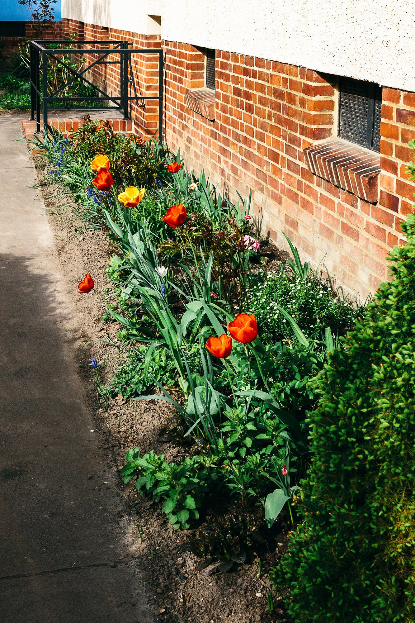 Blomsterbed med tulipaner i fine farger langs et murbygg.