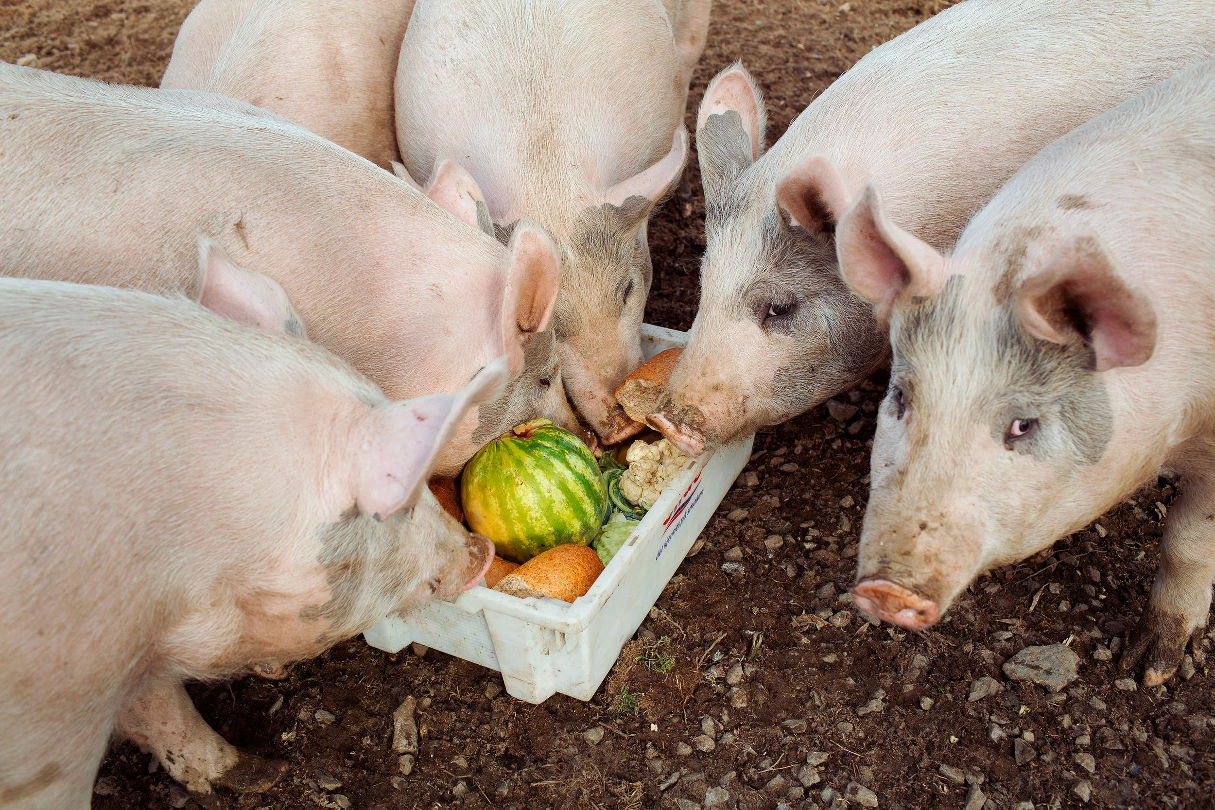Frittgående griser spiser overskuddsmat fra nærbutikken.