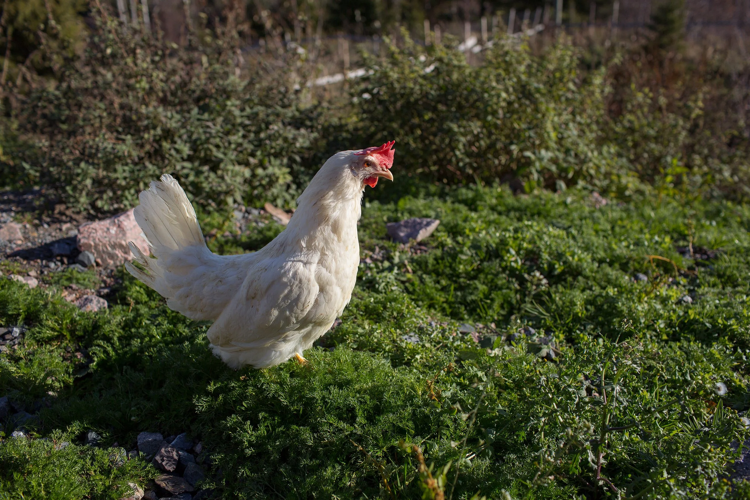 Frittgående høne ut i grønt terreng.