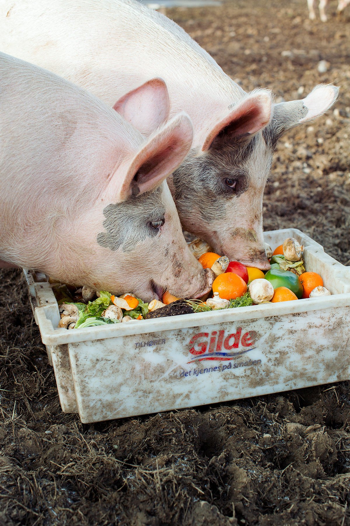 To griser spiser frukt og grønt fra en kasse.