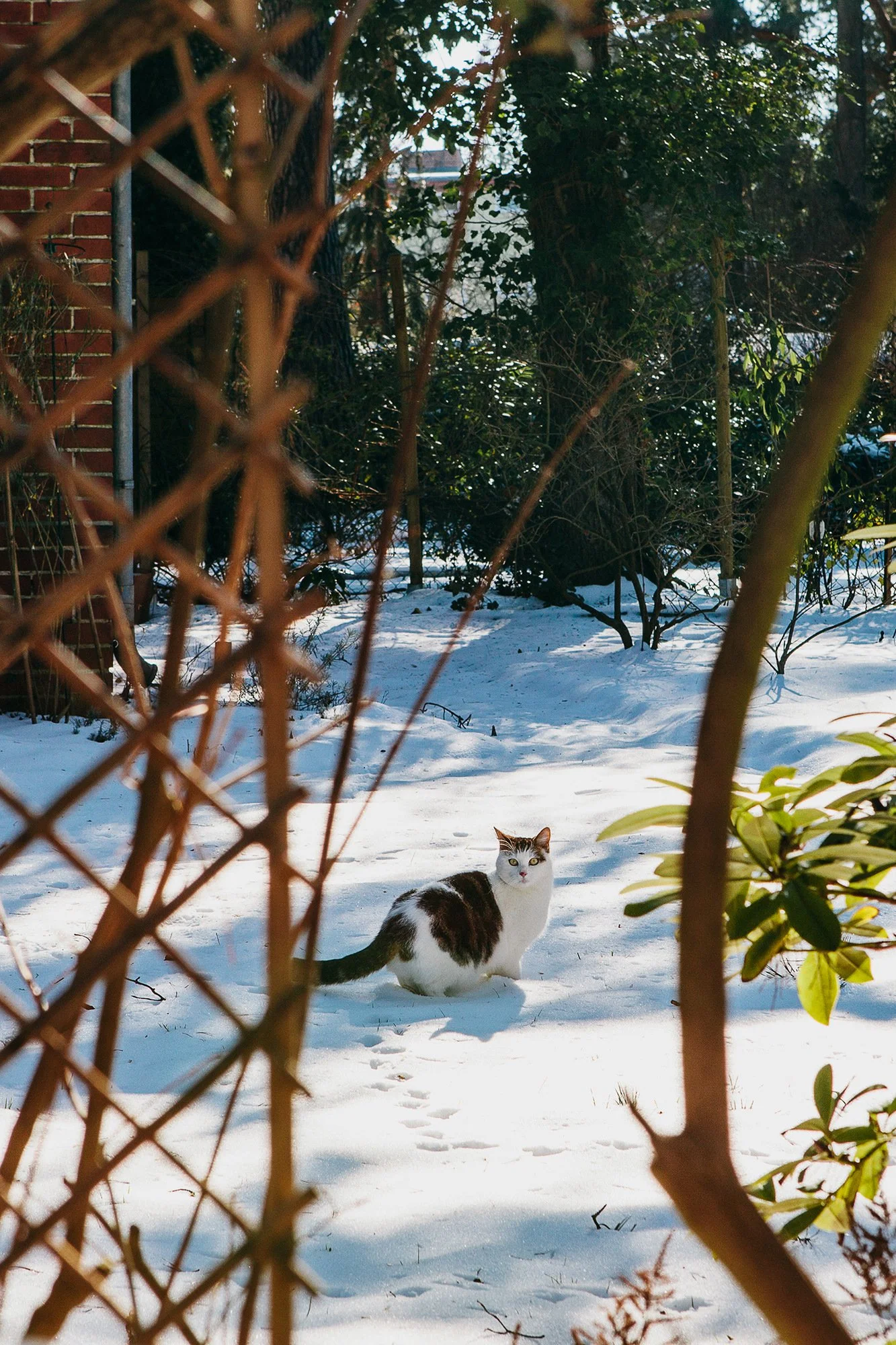 Katt i snøen i et boligfelt sett gjennom et gjerde.