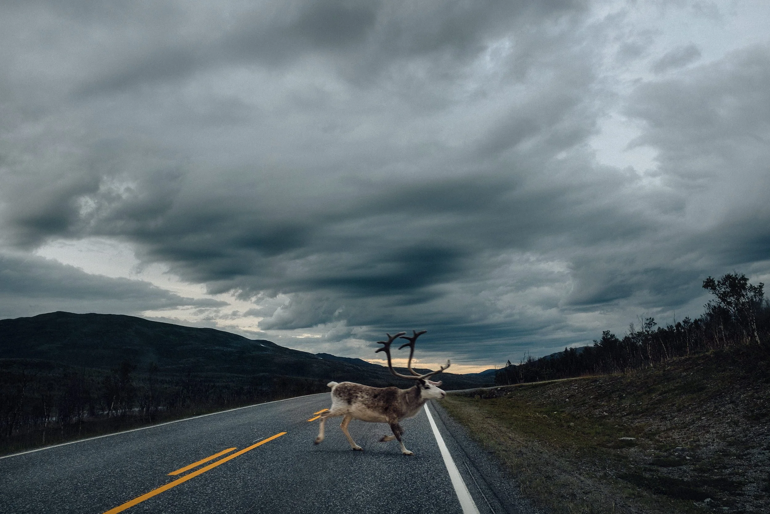 Reinsdyr krysser veien i lyset av bilen.