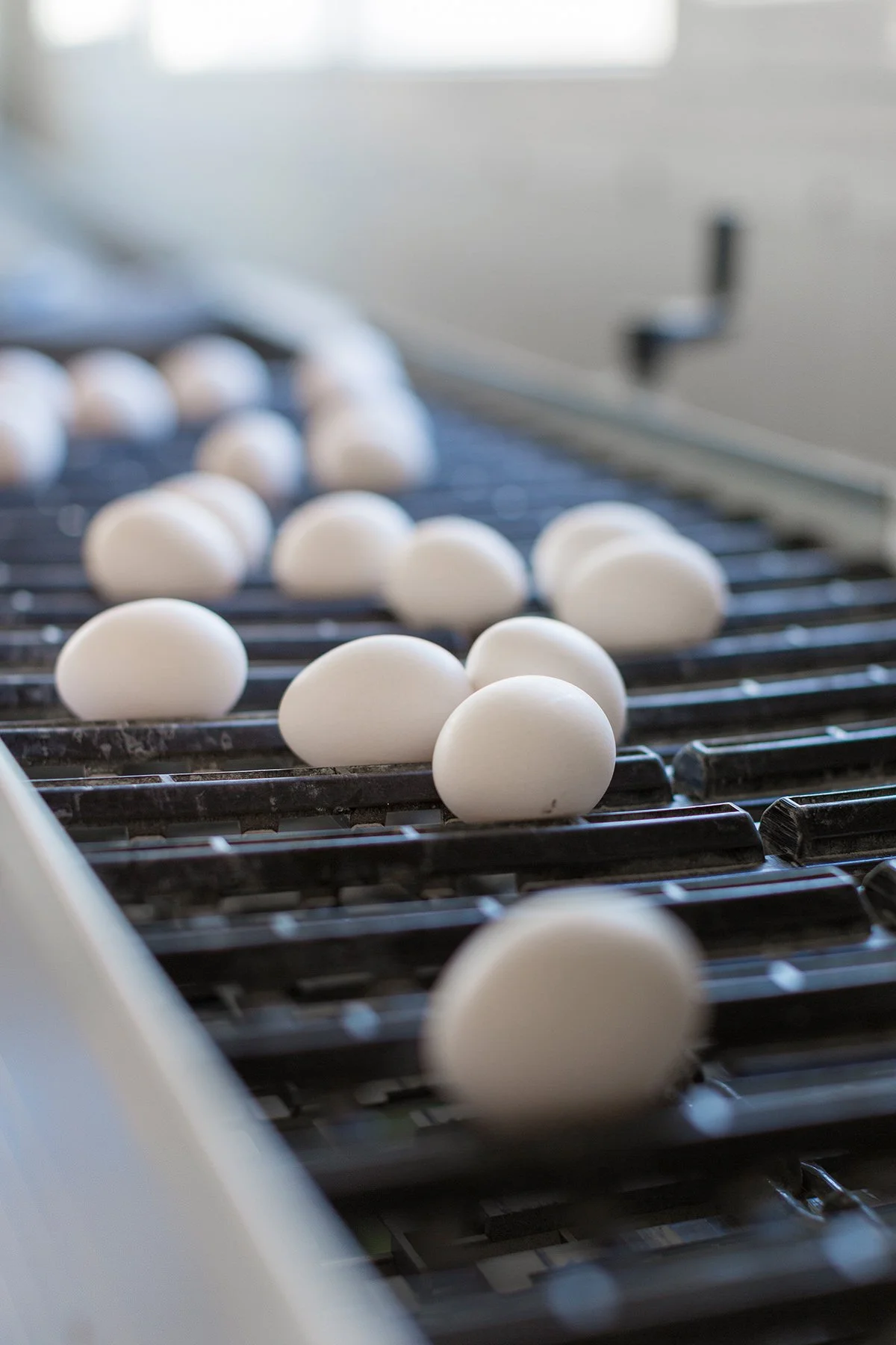 Produktbilde av egg på sorteringsbånd.