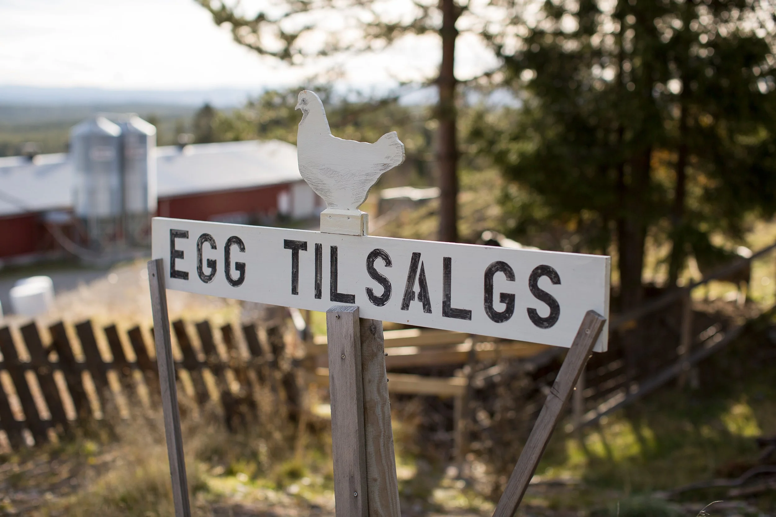 Redaksjonelt foto av hjemmesnekret skilt som sier "Egg til salgs"